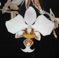 Phal. stuartiana 'Angel Orchids No. 1'